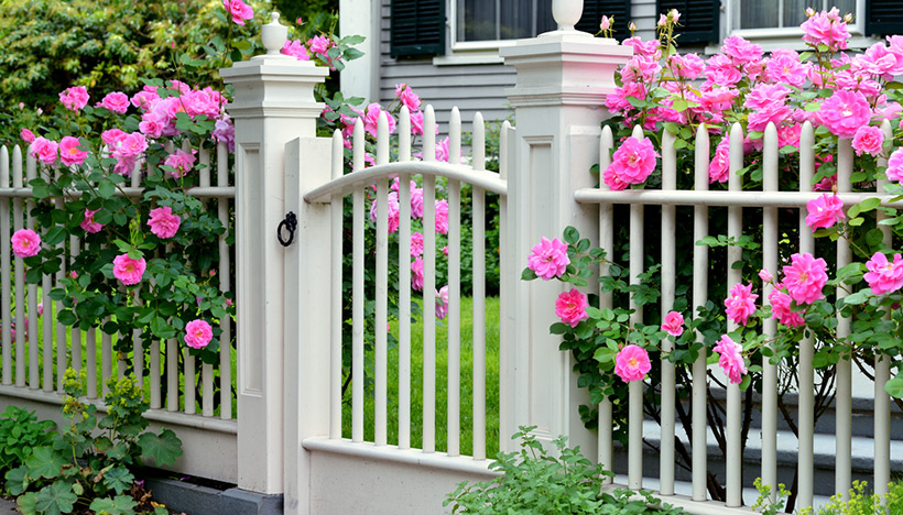 pretty roses growing in front of a house in Rockland.